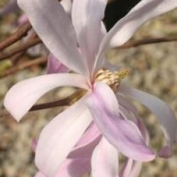 Magnolia stellata 'Rosea'