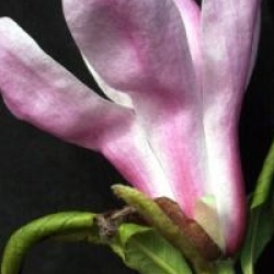 Magnolia stellata � fleurs roses