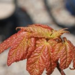 Acer rubrum - �rable rouge d'Am�rique
