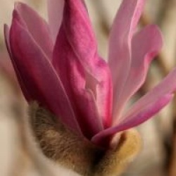 Magnolia stellata 'Rosea'