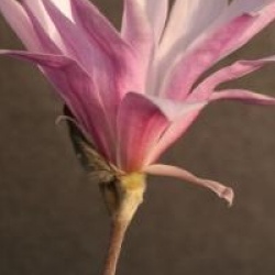 Magnolia stellata 'Rosea'