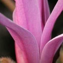 Magnolia stellata 'Rosea'