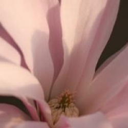Magnolia stellata 'Rosea'