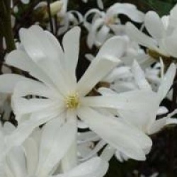 Magnolia stellata 'Waterlily'