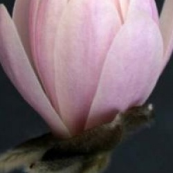 Magnolia stellata 'Waterlily'