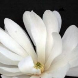 Magnolia stellata 'Waterlily' - Magnolia Waterlily