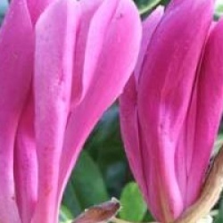 Magnolia 'Susan'