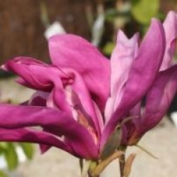 Magnolia 'Susan'