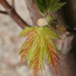 Acer rubrum 'Armstrong'