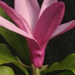 Magnolia Susan