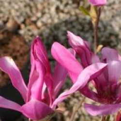 Magnolia 'Susan'