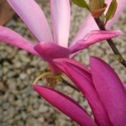 Magnolia 'Susan'