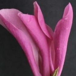 Magnolia 'Susan'