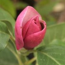 Magnolia 'Sweet Merlot'