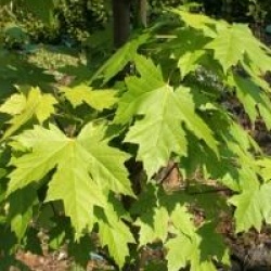 Acer rubrum 'Armstrong'