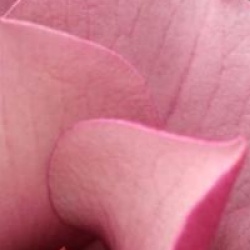 Magnolia 'Sweet Merlot'