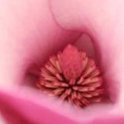 Magnolia 'Sweet Merlot'