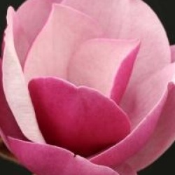 Magnolia 'Sweet Merlot' - Magnolia Sweet Merlot