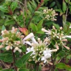 Abelia chinensis