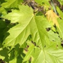 �rable rouge d'Am�rique fastigi�