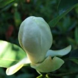Magnolia virginiana - Magnolia glauca