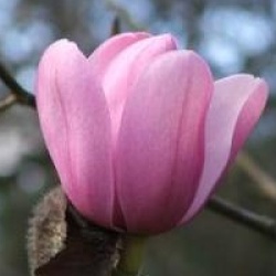 Magnolia 'Vulcan'