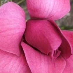 Magnolia 'Vulcan' - Magnolia Vulcan