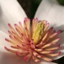 Magnolia 'Wada's Memory'