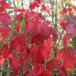 Acer rubrum 'Morgan'