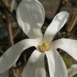 Magnolia 'Wada's Memory' - Magnolia Wada's Memory