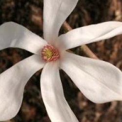 Magnolia 'Wada's Memory'