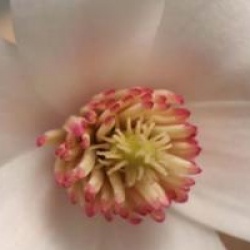 Magnolia 'Wada's Memory'