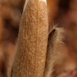 Magnolia 'Wada's Memory'