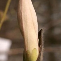 Magnolia 'Wada's Memory'