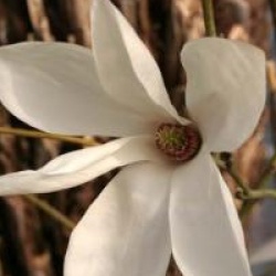 Magnolia 'Wada's Memory'