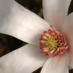 Magnolia 'Wada's Memory'