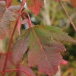 Acer rubrum 'Morgan'