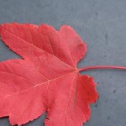 Acer rubrum 'Morgan'