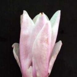 Magnolia x loebneri 'Leonard Messel'