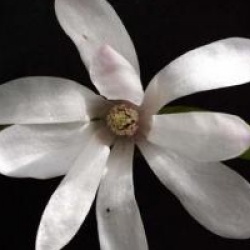 Magnolia x loebneri 'Leonard Messel'