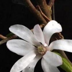 Magnolia x loebneri 'Leonard Messel'
