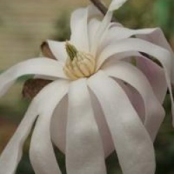 Magnolia x loebneri 'Leonard Messel'