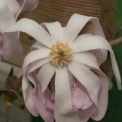 Magnolia x loebneri 'Leonard Messel'