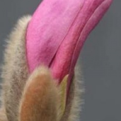Magnolia x loebneri 'Leonard Messel'