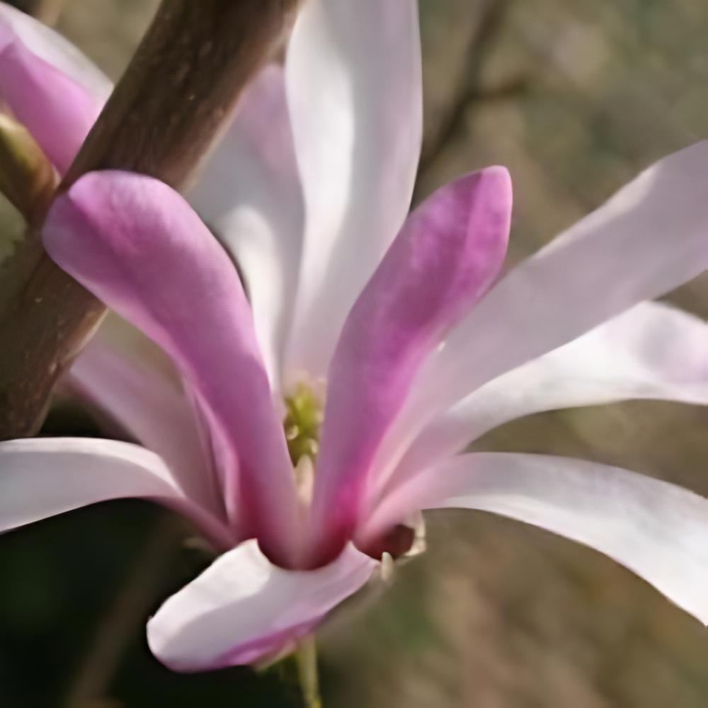 Magnolia x loebneri 'Leonard Messel' - Magnolia Leonard Messel