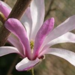 Magnolia x loebneri 'Leonard Messel'