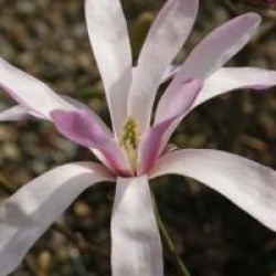 Magnolia x loebneri 'Leonard Messel'