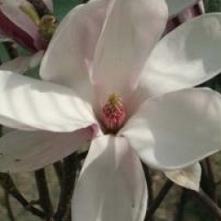 Magnolia x soulangeana