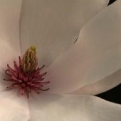 Magnolia x soulangeana