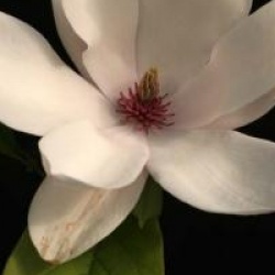 Magnolia soulangiana